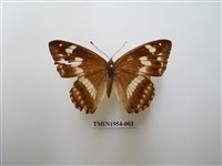 藏品(普氏白蛺蝶)的圖片